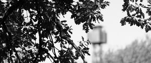 Preview wallpaper branches, bw, nature, tree