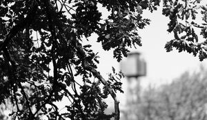 Preview wallpaper branches, bw, nature, tree