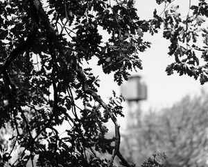 Preview wallpaper branches, bw, nature, tree