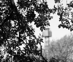 Preview wallpaper branches, bw, nature, tree