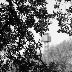 Preview wallpaper branches, bw, nature, tree