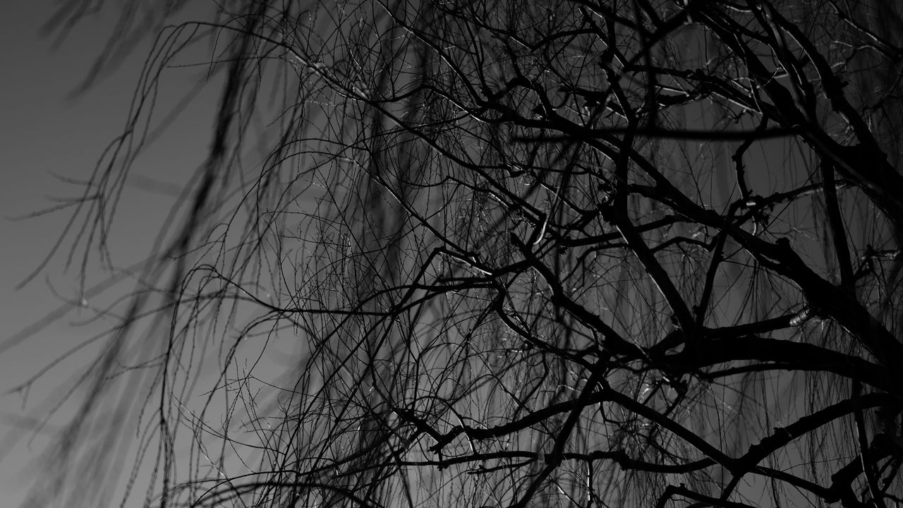 Wallpaper branches, bw, tree, dark