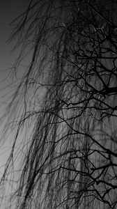 Preview wallpaper branches, bw, tree, dark