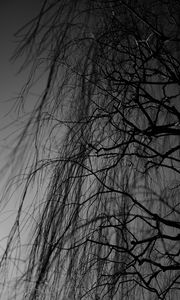 Preview wallpaper branches, bw, tree, dark