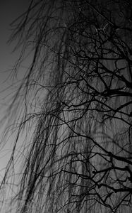 Preview wallpaper branches, bw, tree, dark