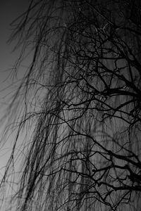 Preview wallpaper branches, bw, tree, dark