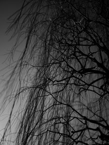 Preview wallpaper branches, bw, tree, dark