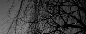 Preview wallpaper branches, bw, tree, dark