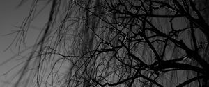 Preview wallpaper branches, bw, tree, dark