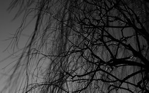 Preview wallpaper branches, bw, tree, dark