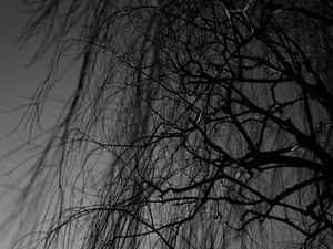 Preview wallpaper branches, bw, tree, dark