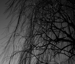 Preview wallpaper branches, bw, tree, dark