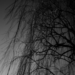 Preview wallpaper branches, bw, tree, dark