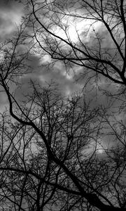 Preview wallpaper branches, bw, trees, sky, gloomy, clouds