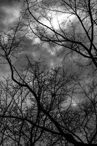 Preview wallpaper branches, bw, trees, sky, gloomy, clouds