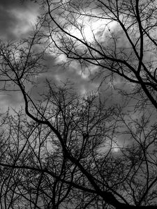 Preview wallpaper branches, bw, trees, sky, gloomy, clouds