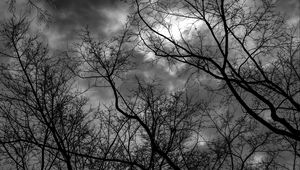 Preview wallpaper branches, bw, trees, sky, gloomy, clouds