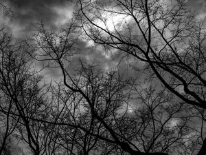 Preview wallpaper branches, bw, trees, sky, gloomy, clouds