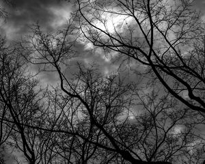 Preview wallpaper branches, bw, trees, sky, gloomy, clouds