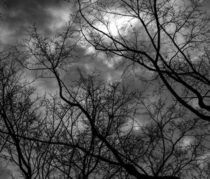 Preview wallpaper branches, bw, trees, sky, gloomy, clouds