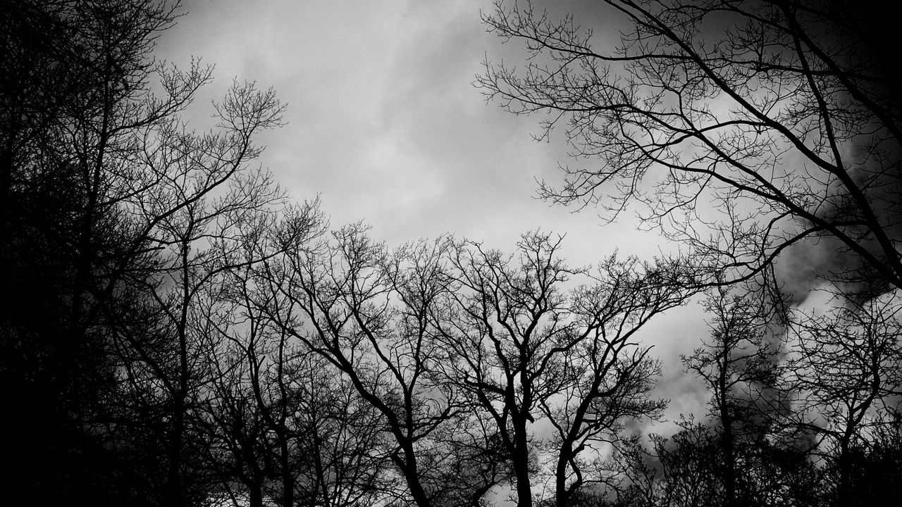 Wallpaper branches, bw, trees, clouds, dark, gloomy
