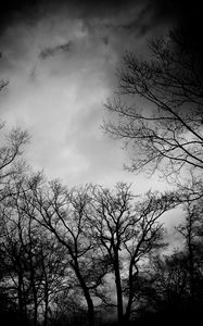 Preview wallpaper branches, bw, trees, clouds, dark, gloomy