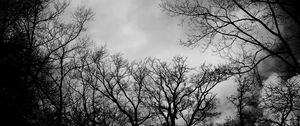 Preview wallpaper branches, bw, trees, clouds, dark, gloomy