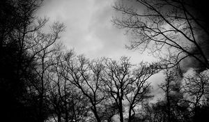 Preview wallpaper branches, bw, trees, clouds, dark, gloomy