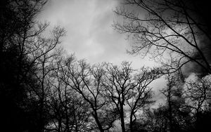 Preview wallpaper branches, bw, trees, clouds, dark, gloomy