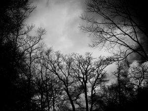 Preview wallpaper branches, bw, trees, clouds, dark, gloomy