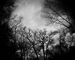 Preview wallpaper branches, bw, trees, clouds, dark, gloomy