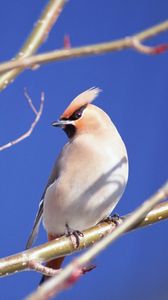 Preview wallpaper branches, close-up, bird