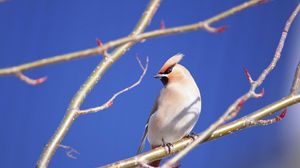 Preview wallpaper branches, close-up, bird