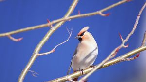 Preview wallpaper branches, close-up, bird