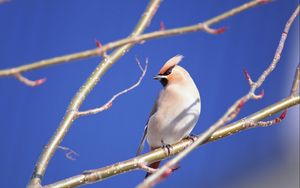 Preview wallpaper branches, close-up, bird