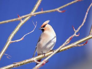 Preview wallpaper branches, close-up, bird