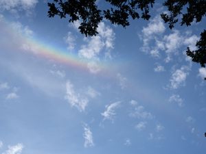 Preview wallpaper branches, clouds, rainbow, nature