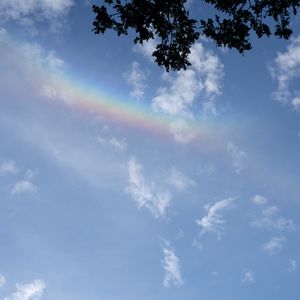 Preview wallpaper branches, clouds, rainbow, nature