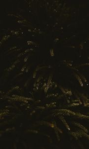 Preview wallpaper branches, dark, needles, tree, green