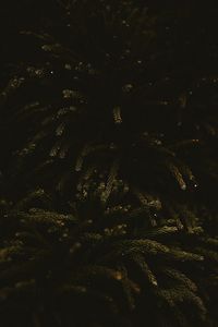 Preview wallpaper branches, dark, needles, tree, green