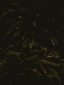 Preview wallpaper branches, dark, needles, tree, green