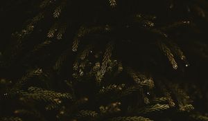 Preview wallpaper branches, dark, needles, tree, green
