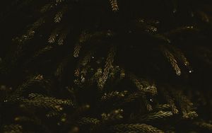 Preview wallpaper branches, dark, needles, tree, green