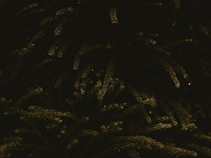 Preview wallpaper branches, dark, needles, tree, green