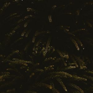 Preview wallpaper branches, dark, needles, tree, green