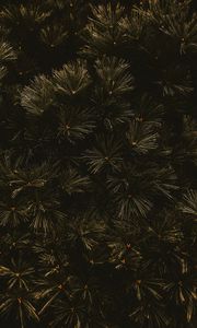 Preview wallpaper branches, dark, needles, tree