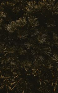 Preview wallpaper branches, dark, needles, tree