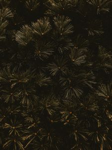 Preview wallpaper branches, dark, needles, tree