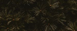 Preview wallpaper branches, dark, needles, tree