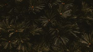 Preview wallpaper branches, dark, needles, tree